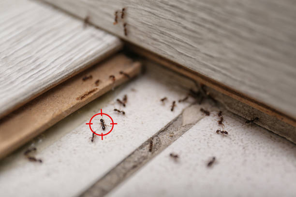 Best Ant Control Services  in Niagara, WI